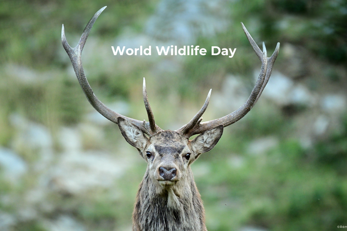 World Wildlife Day: 17 projects selected for harmonious human-wildlife cohabitation