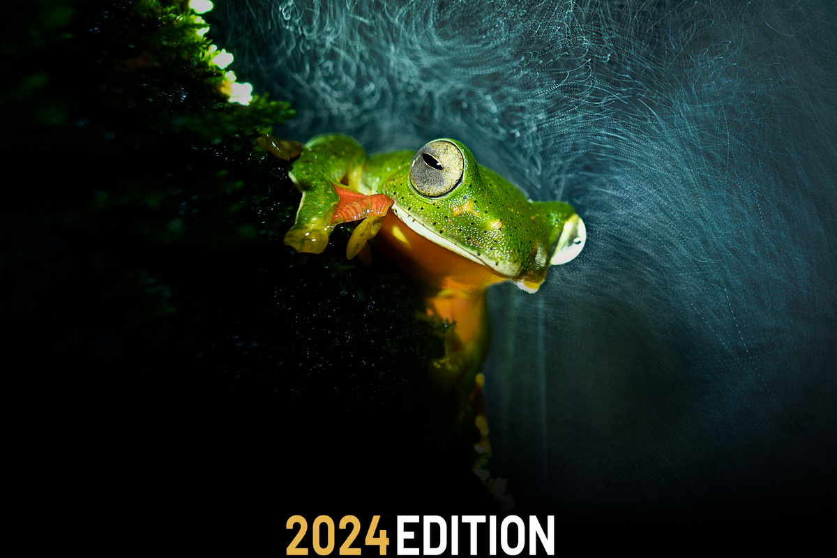 Prince Albert II of Monaco Foundation announces  2024 Edition of Environmental Photography Award