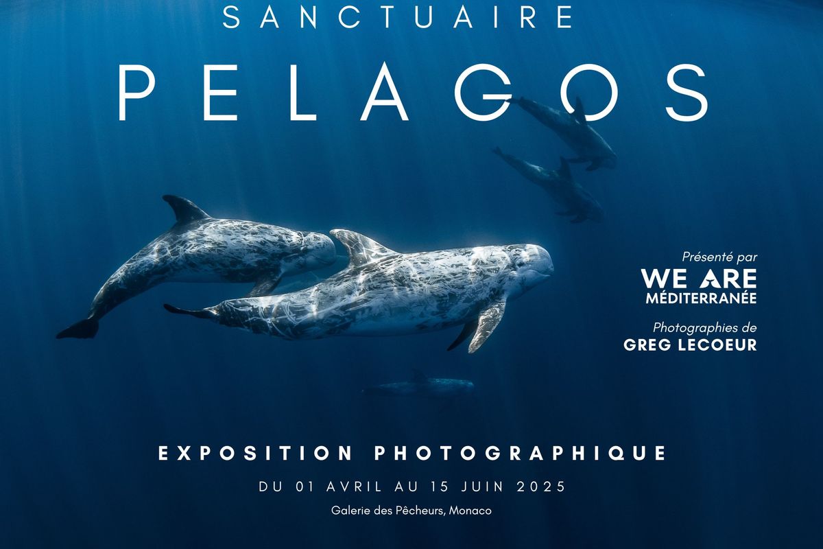 Monaco accueille l'exposition photo itinérante Sanctuaire Pelagos, du 1er avril au 15 juin 2025