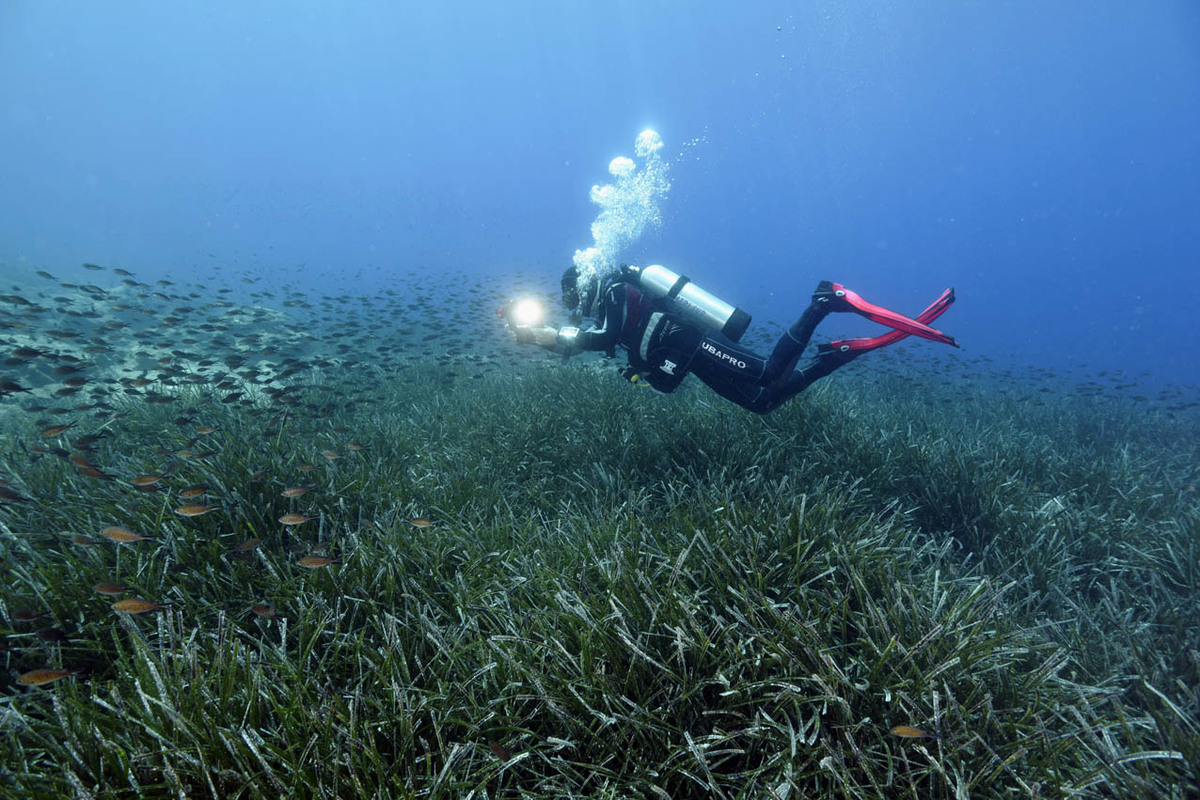 The MedFund launches a call for interest for Highly Protected Marine Areas in the Mediterranean
