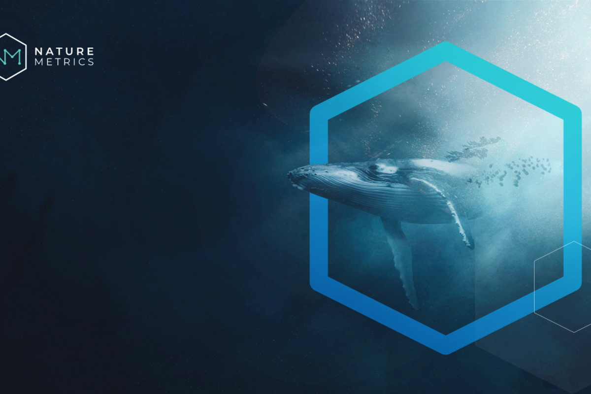 The Prince Albert II of Monaco Foundation and Monaco Asset Management officialise the first investment of the ReOcean Fund