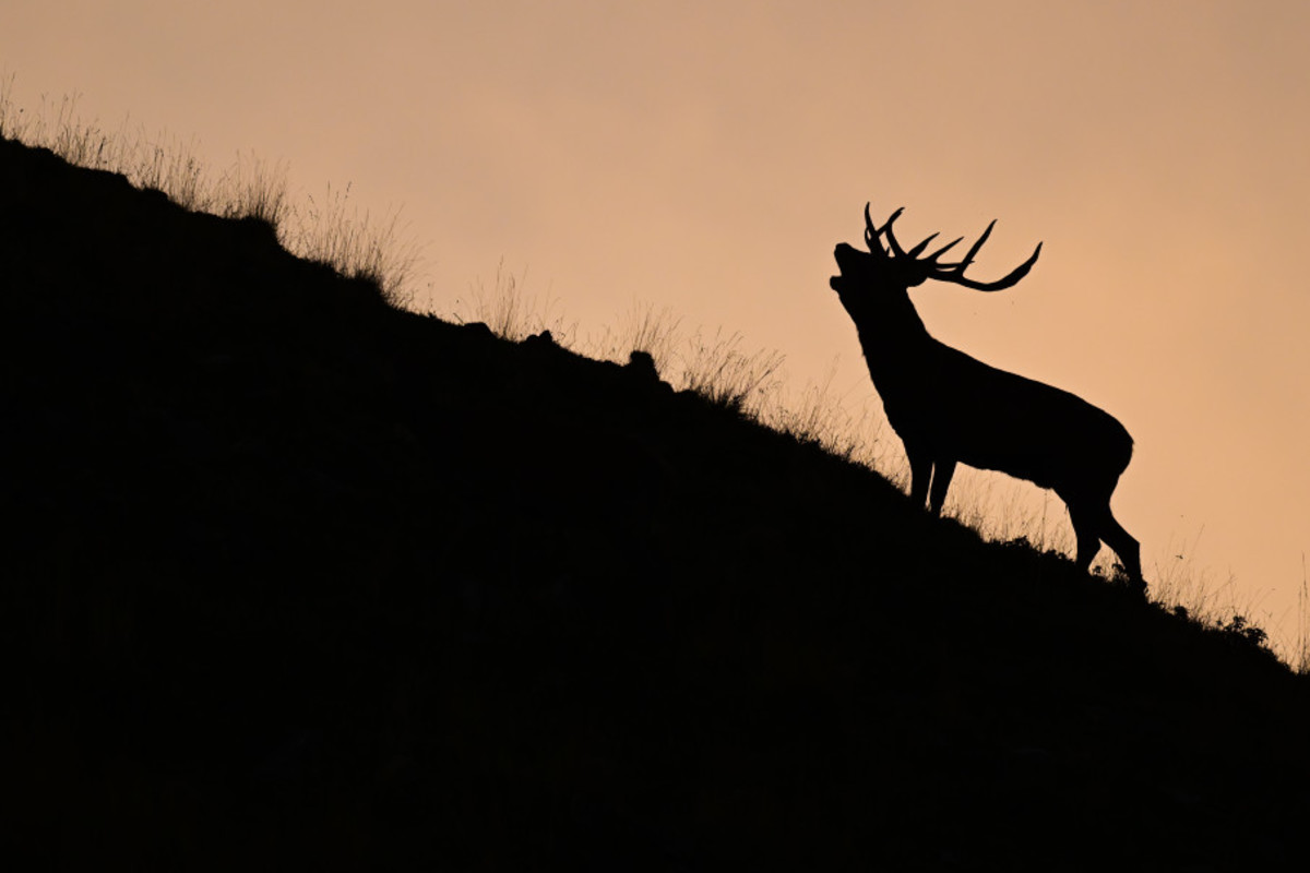 Extension of the call for projects for the Human - Wildlife Initiative in France