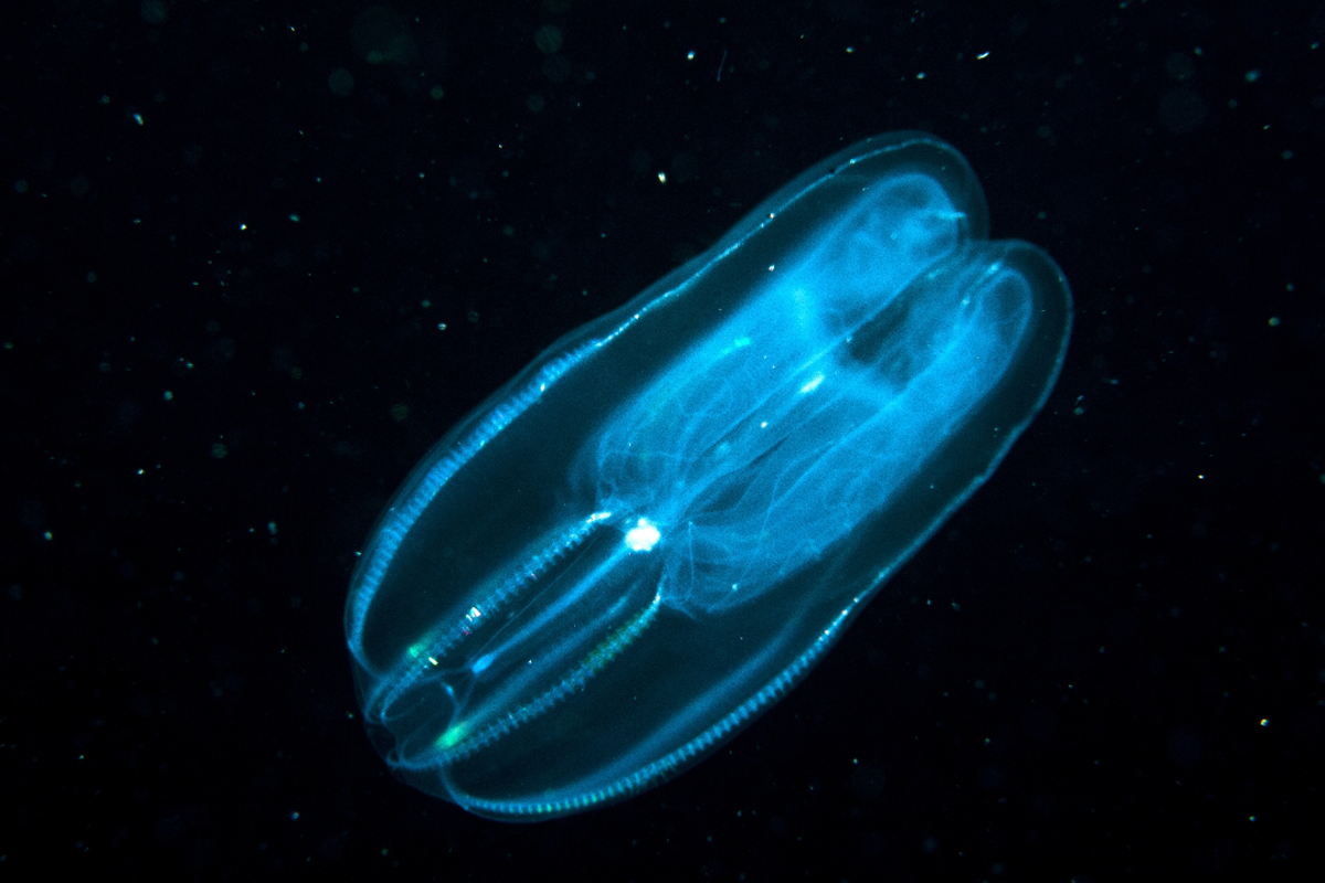 ISA: Monaco reaffirms its opposition to deep sea mining