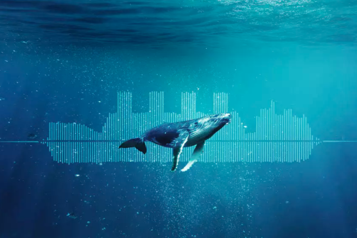 The Prince Albert II of Monaco Foundation joins ifaw (International Fund for Animal Welfare) in its Blue Speeds campaign to protect marine animals and the environment