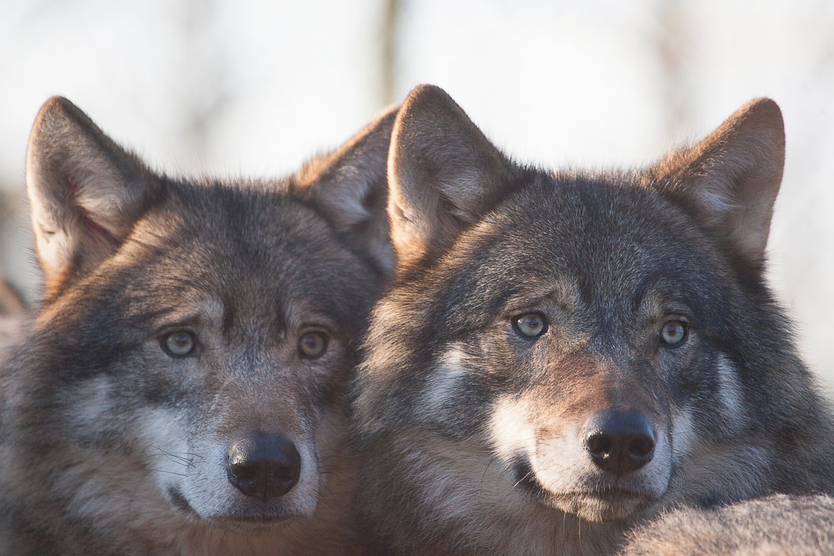 For a harmonious coexistence between man and wolf in France