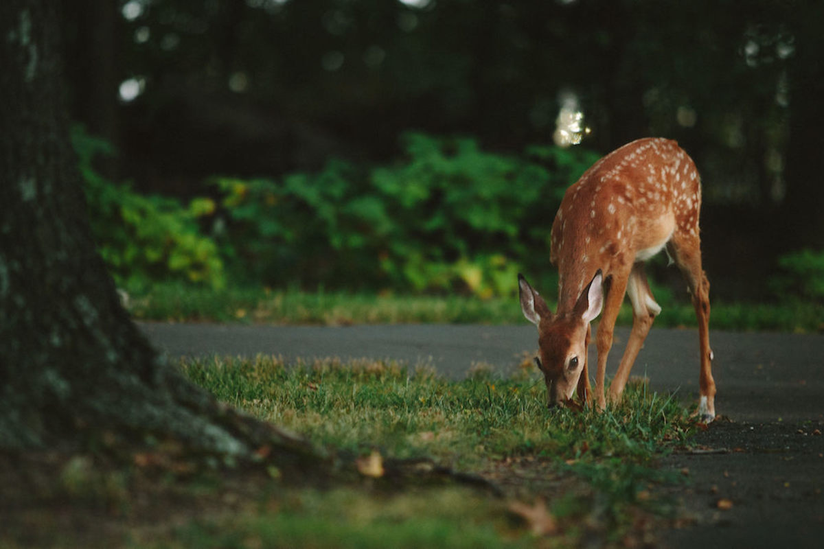 The Human - Wildlife Initiative launches its second call for projects