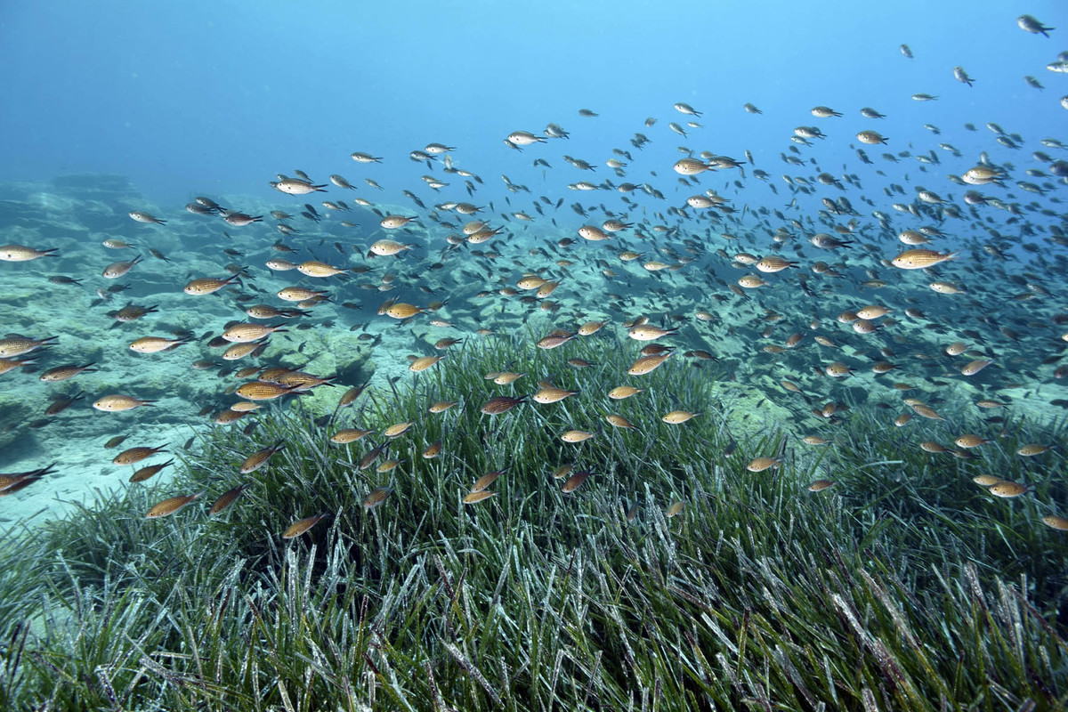 The MedFund is now launching the first Call for interest dedicated specifically to highly protected marine areas