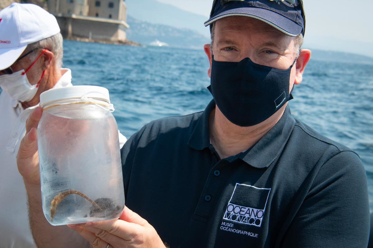 Seahorse populations in monegasque waters