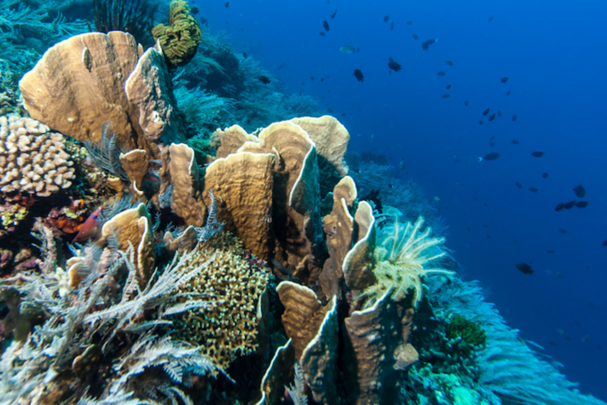 GFCR Coalition Expands Blended Finance Support for Coral Nations and Announces Collaborative Project with IceBreaker Studios