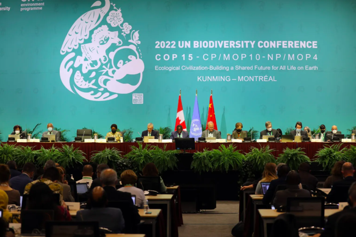 The “No Paris without Montreal” declaration: At COP15, 86 organisations call on world leaders to right the ship for the the ocean and its biodiversity
