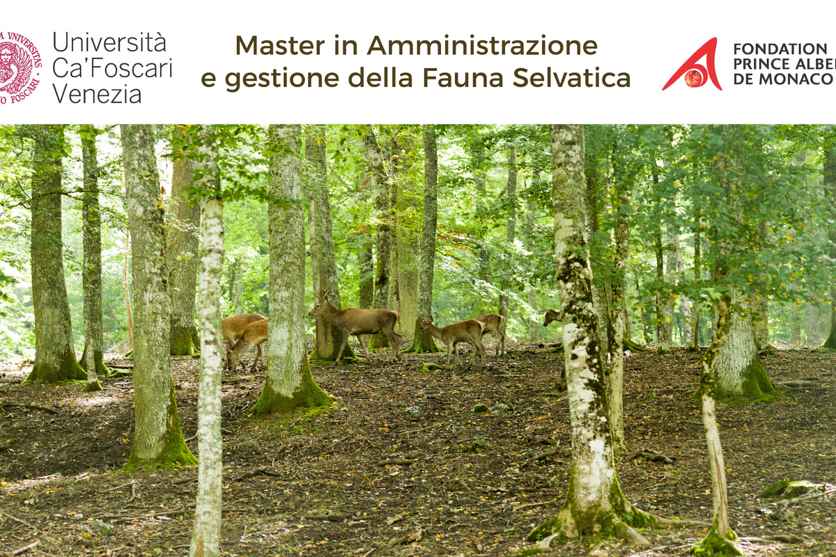 The Italian branch of the Prince Albert II Foundation awards a scholarship for the Master in Administration and Wildlife Management at Ca'Foscari University in Venice