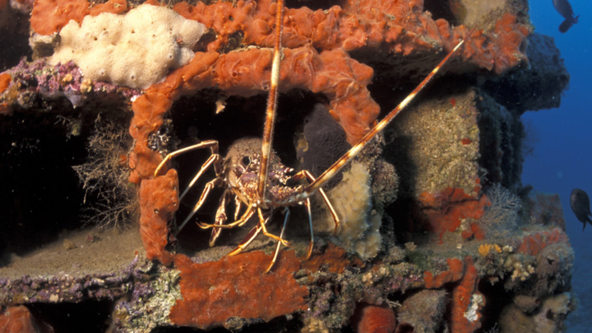 Suivi pluriannuel des récifs artificiels imprimés en 3D de l’Aire Marine Protégée du Larvotto