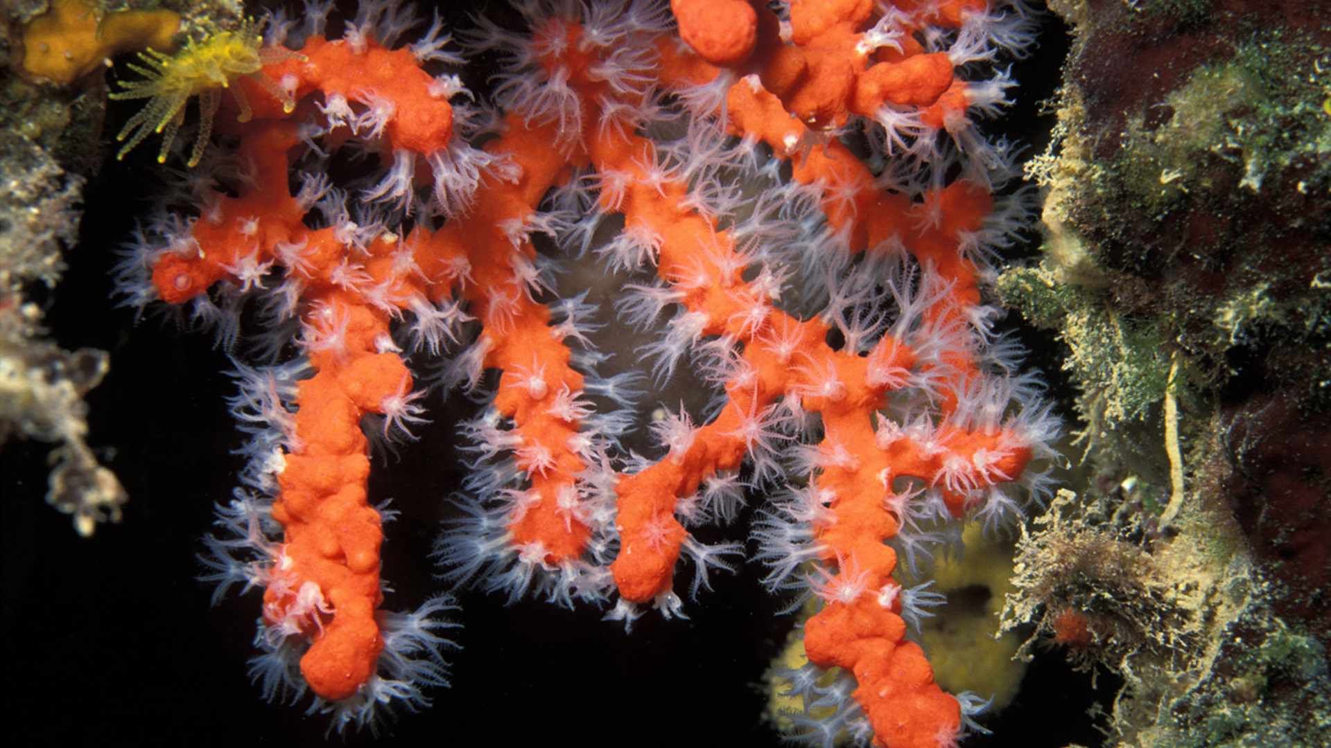 Restoration techniques for Mediterranean red coral