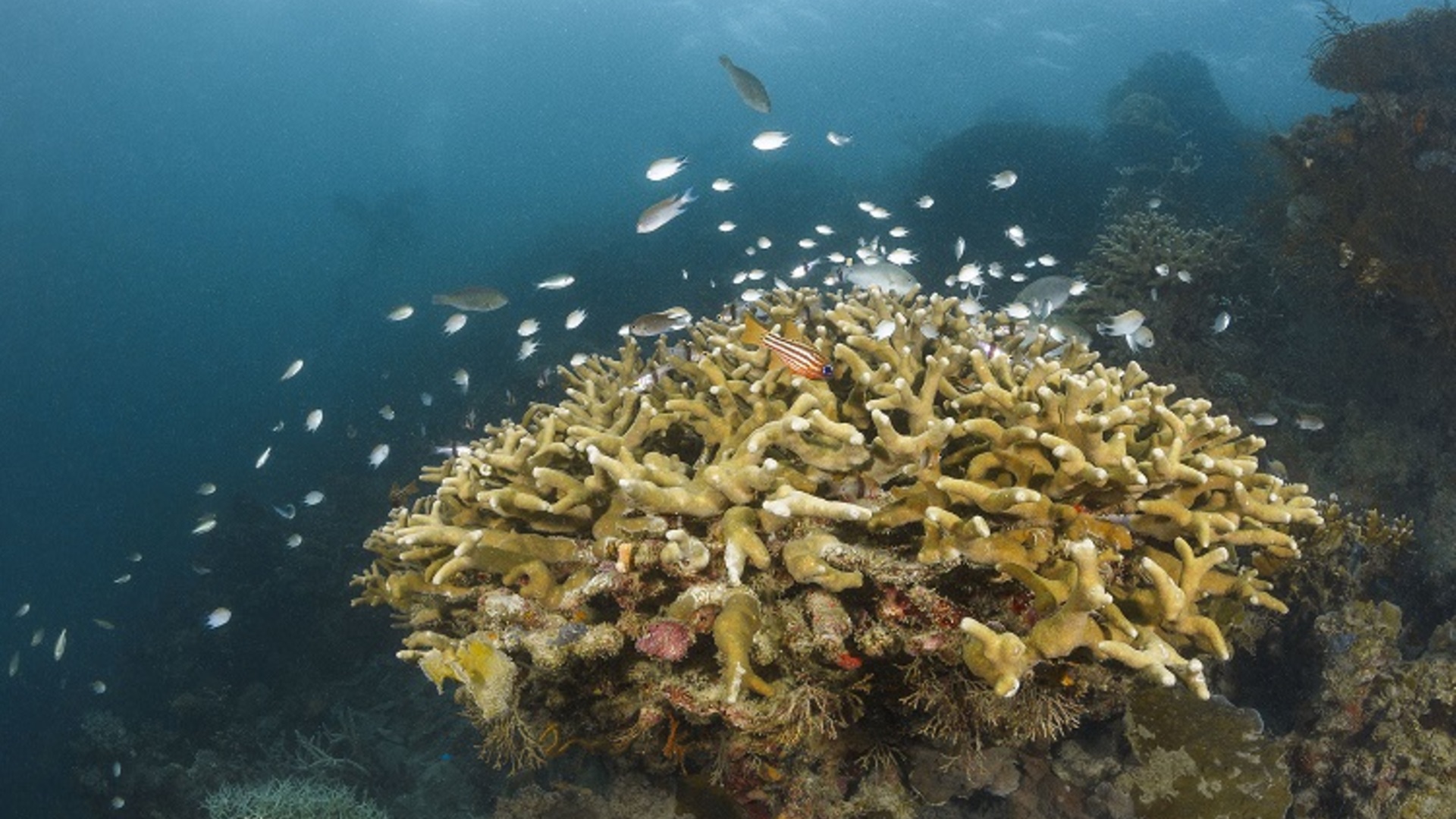 Académie de la Mer : Pour un développement durable de la Shark Fin Bay Triangle de Corail 