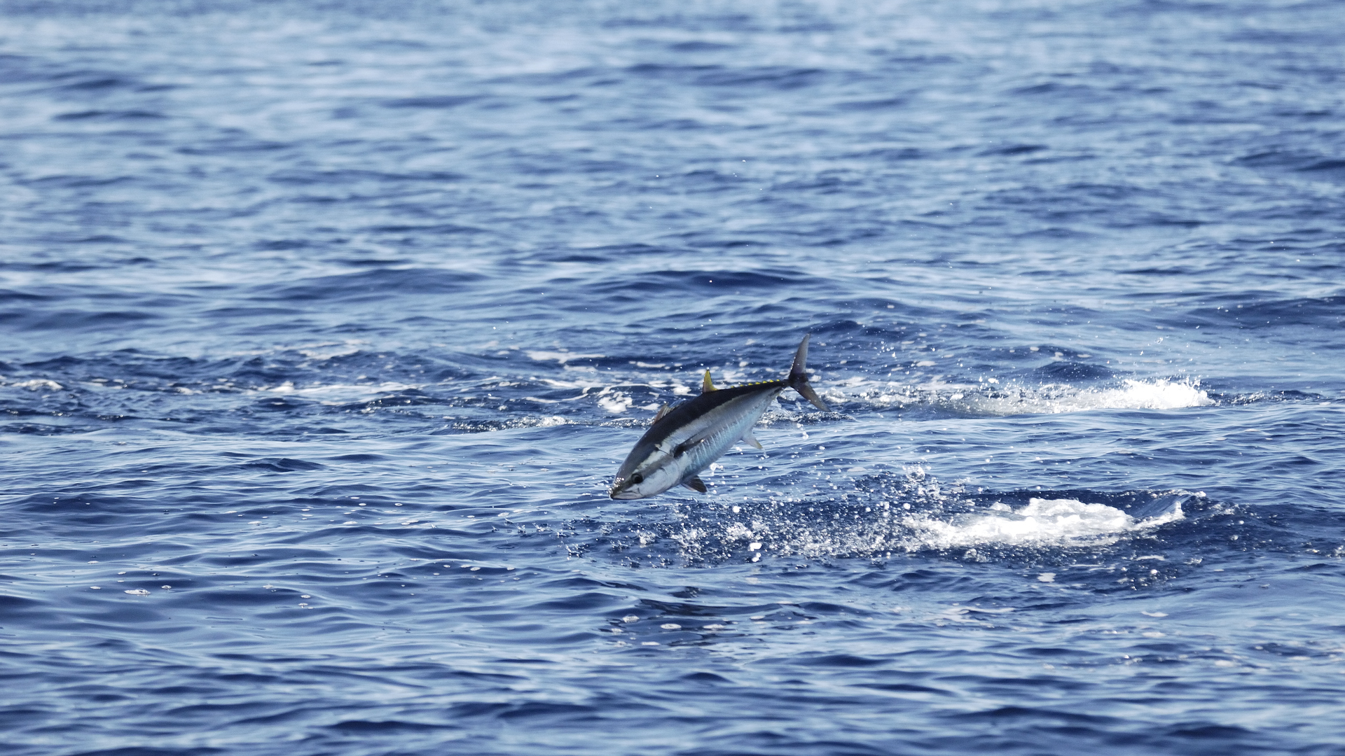 Conserver des populations saines de grands pélagiques en mer Méditerranée