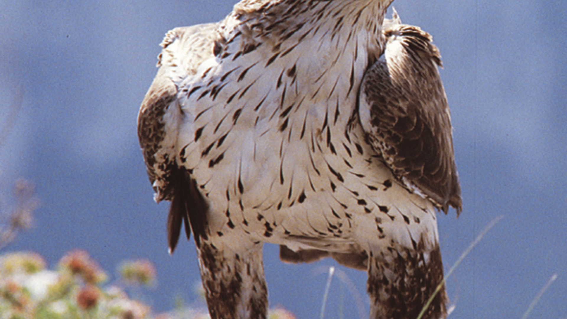 Reproduction en captivité et réintroduction de l'Aigle de Bonelli