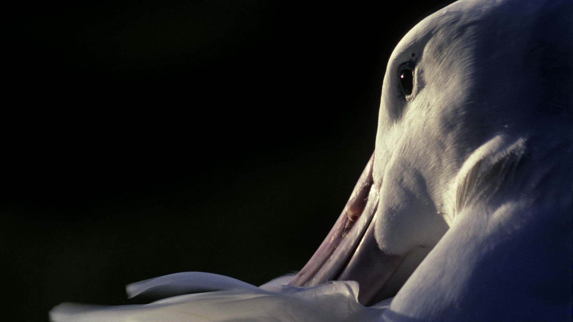 Conservation des espèces menacées d'albatros et de pétrels de l'Océan Indien