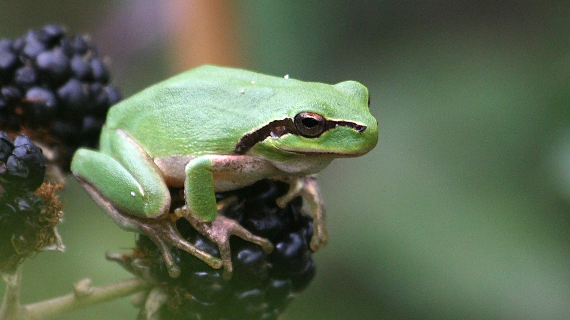 Mediterranean Wetlands Observatory