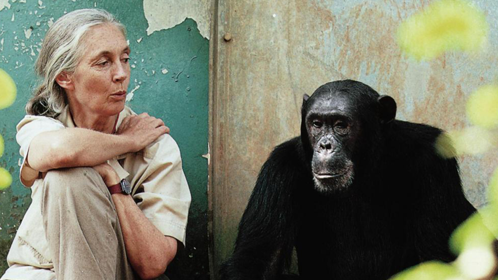 Creating a database for the Jane Goodall Institute