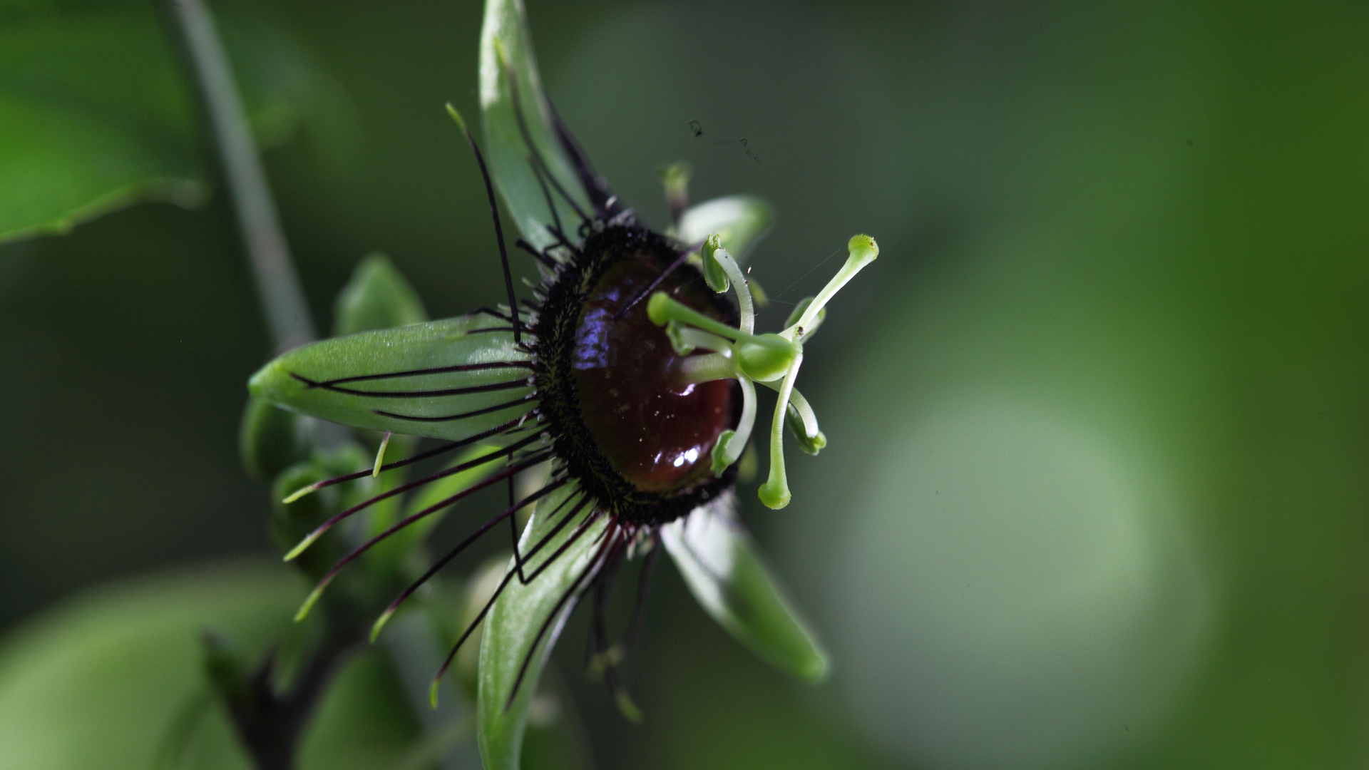 Réserve de Biosphère Maya