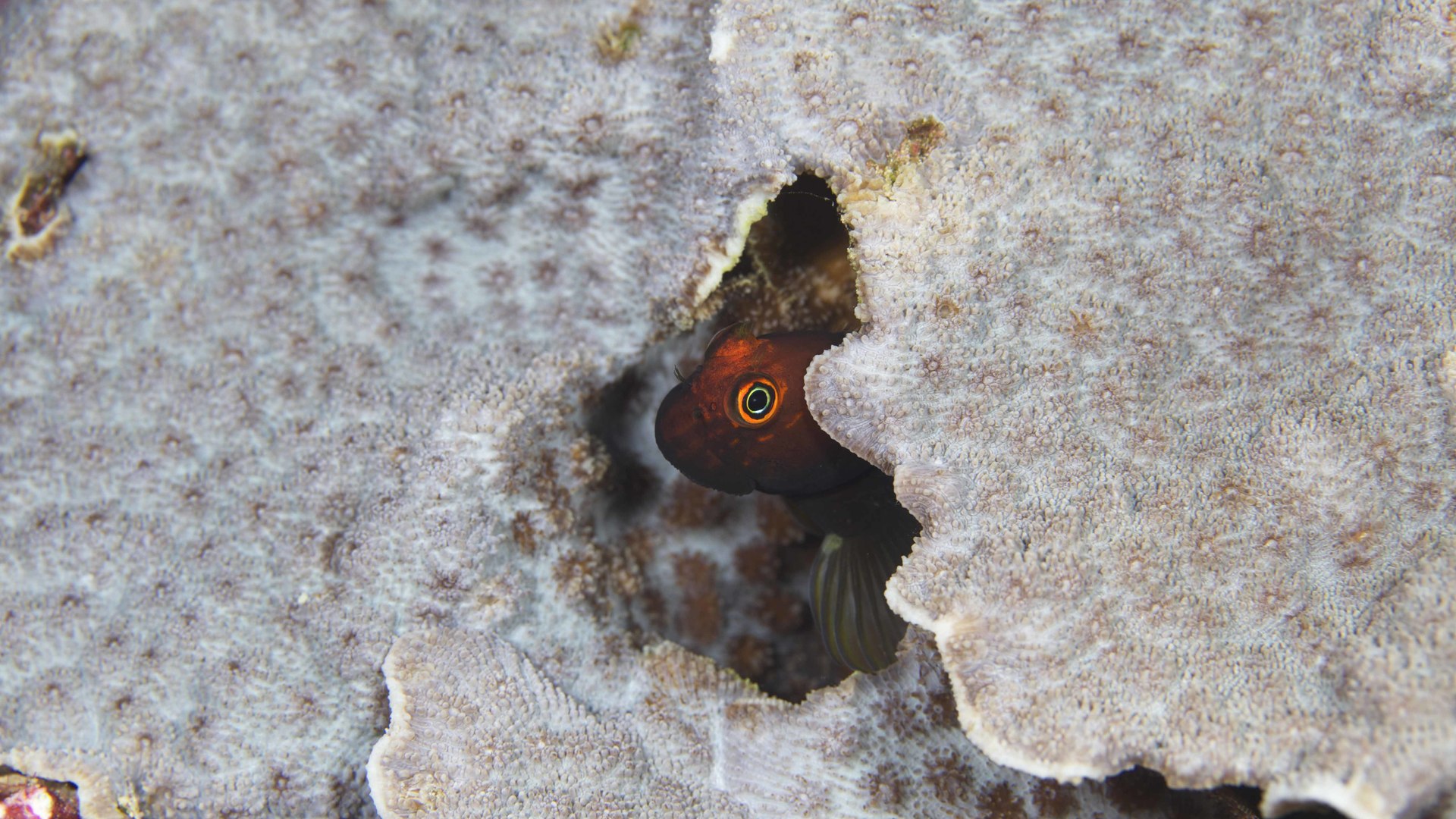 Phoenix Islands protected area