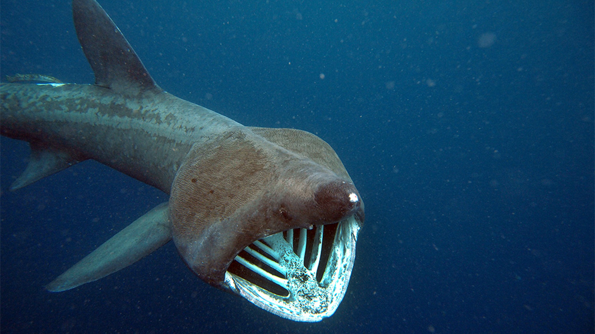 Operation Basking Shark