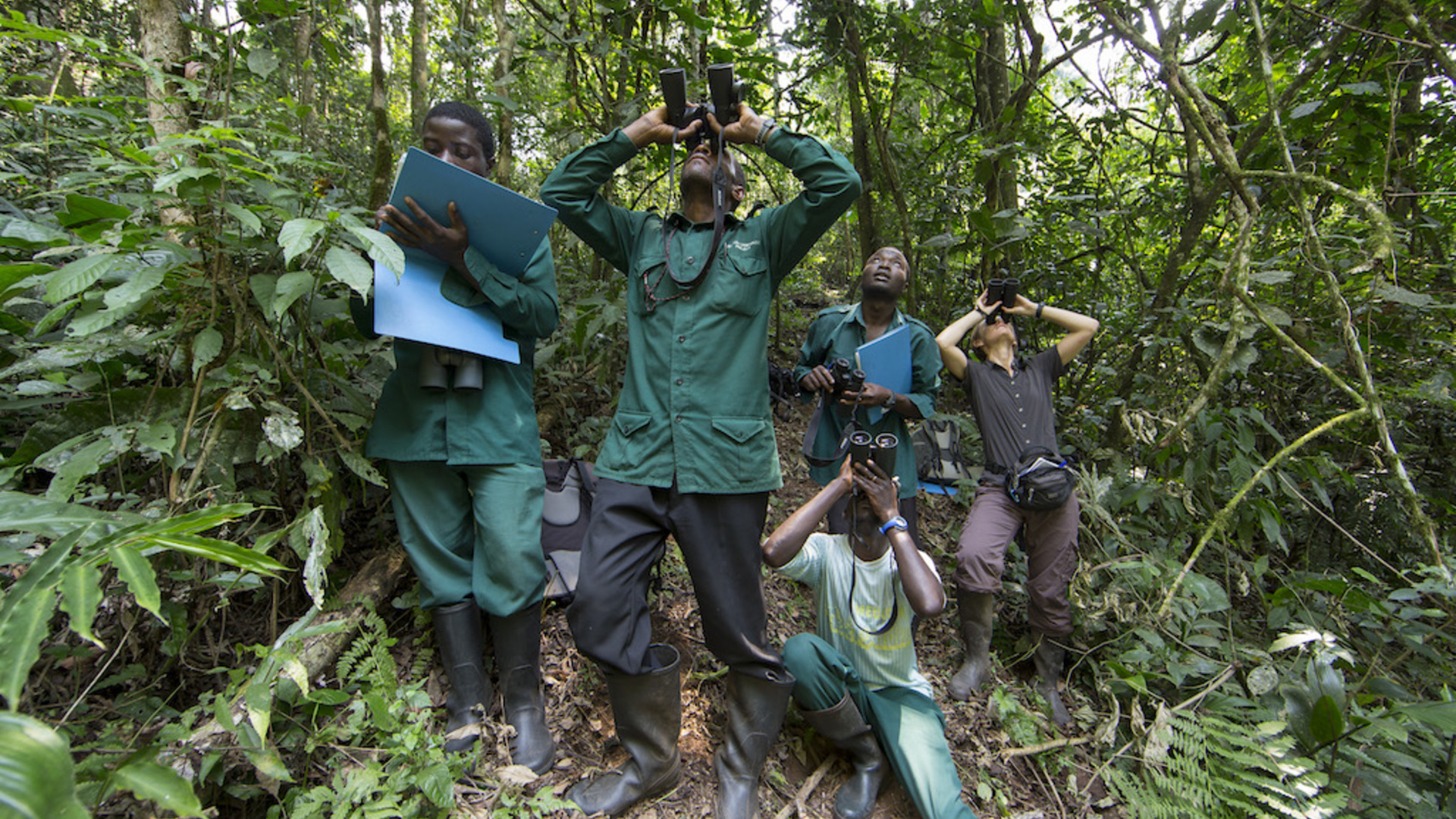 Des chimpanzés et des hommes : Recherche et convention en Ouganda