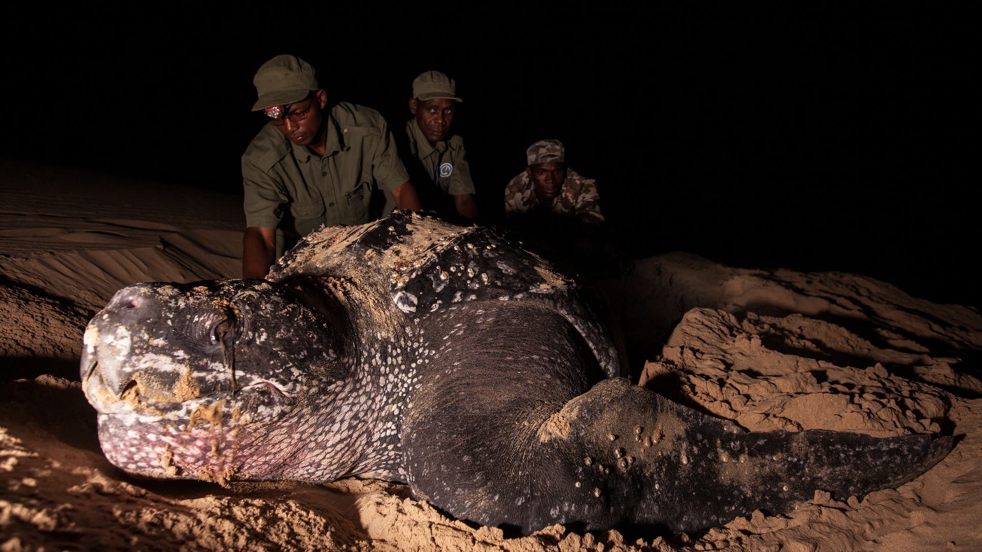 Development and management of Ponta Do Ouro Partial Marine Reserve