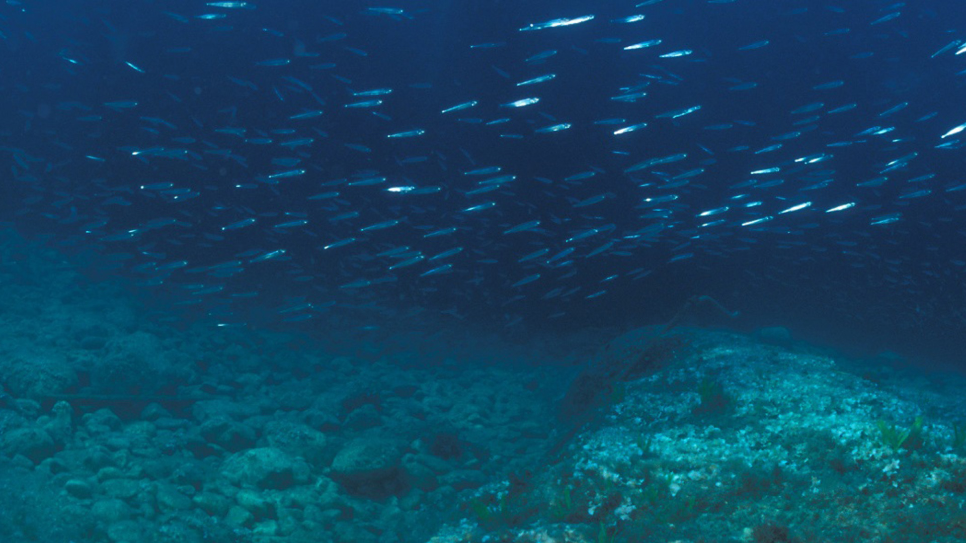 Gestion satellite des pêcheries en haute mer