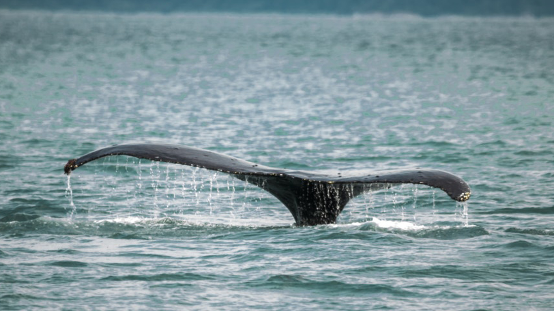 Cetaceans watching ACOBAMS