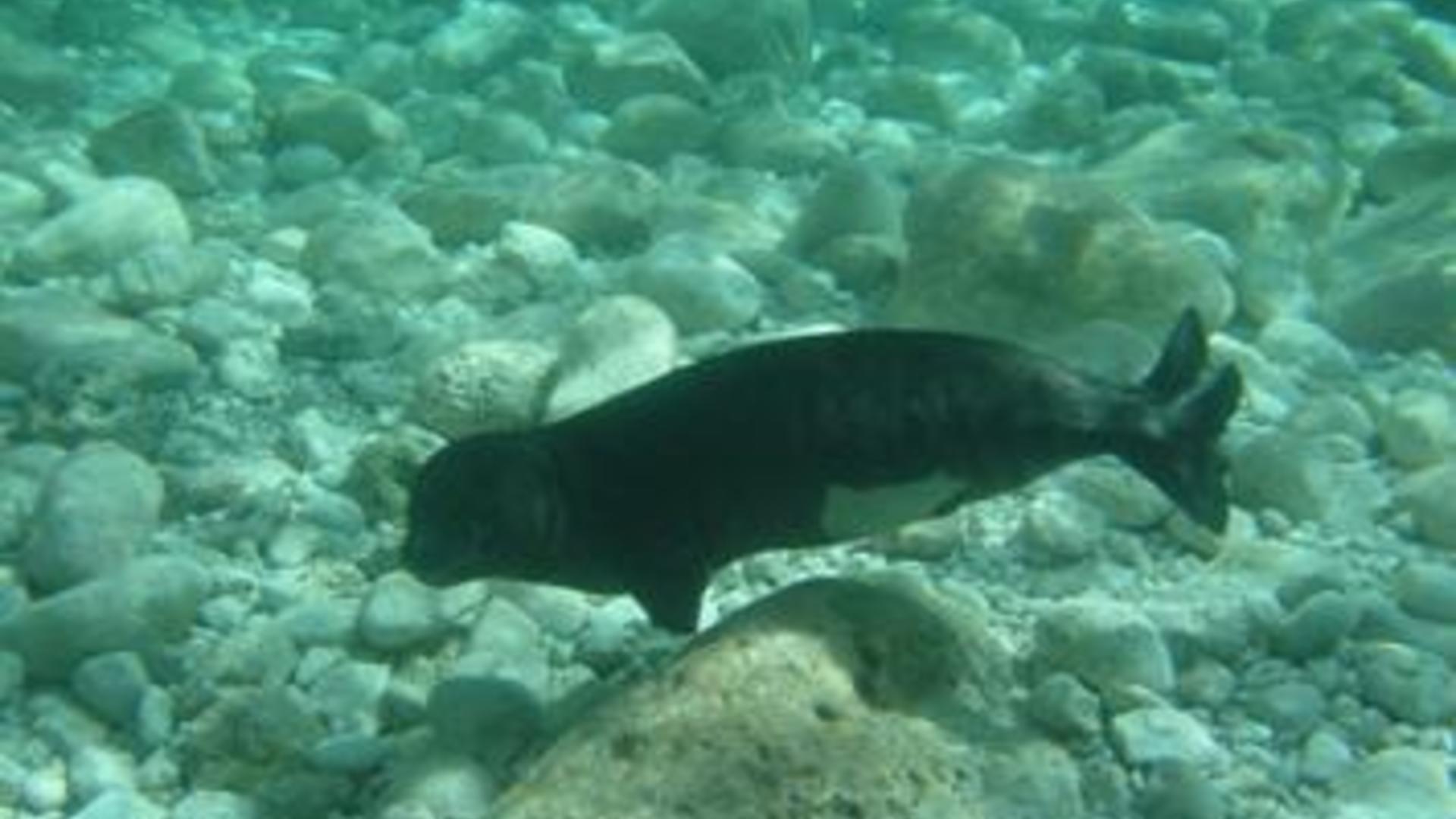 Conservation de l'habitat du phoque moine méditerranéen
