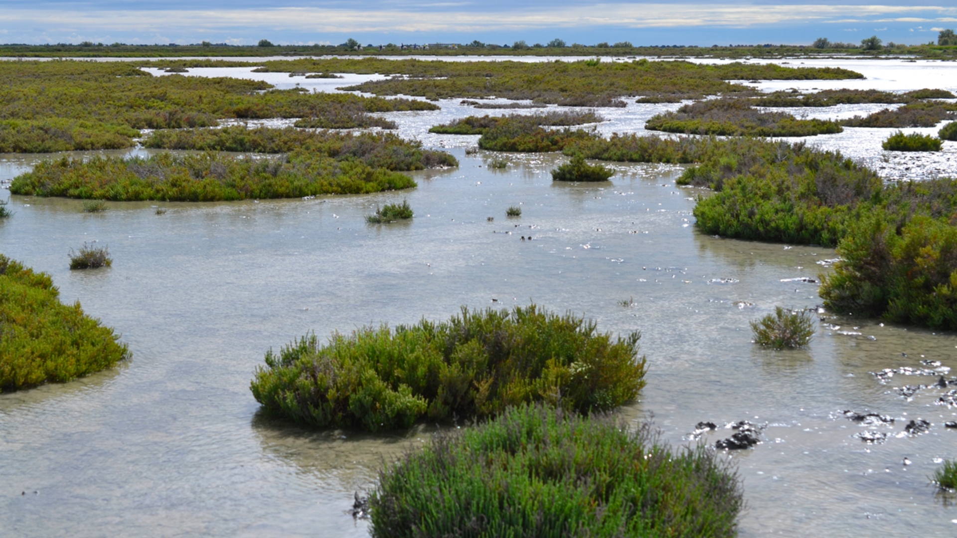 Implementation of a biogeographic conservation strategy for flora in continental Mediterranean France