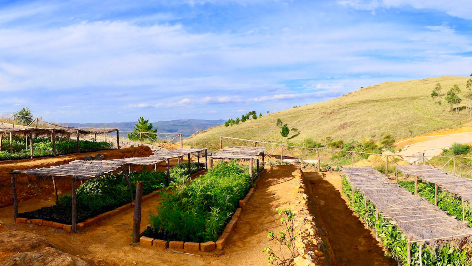 Reforestation around and inside National Park Masoala