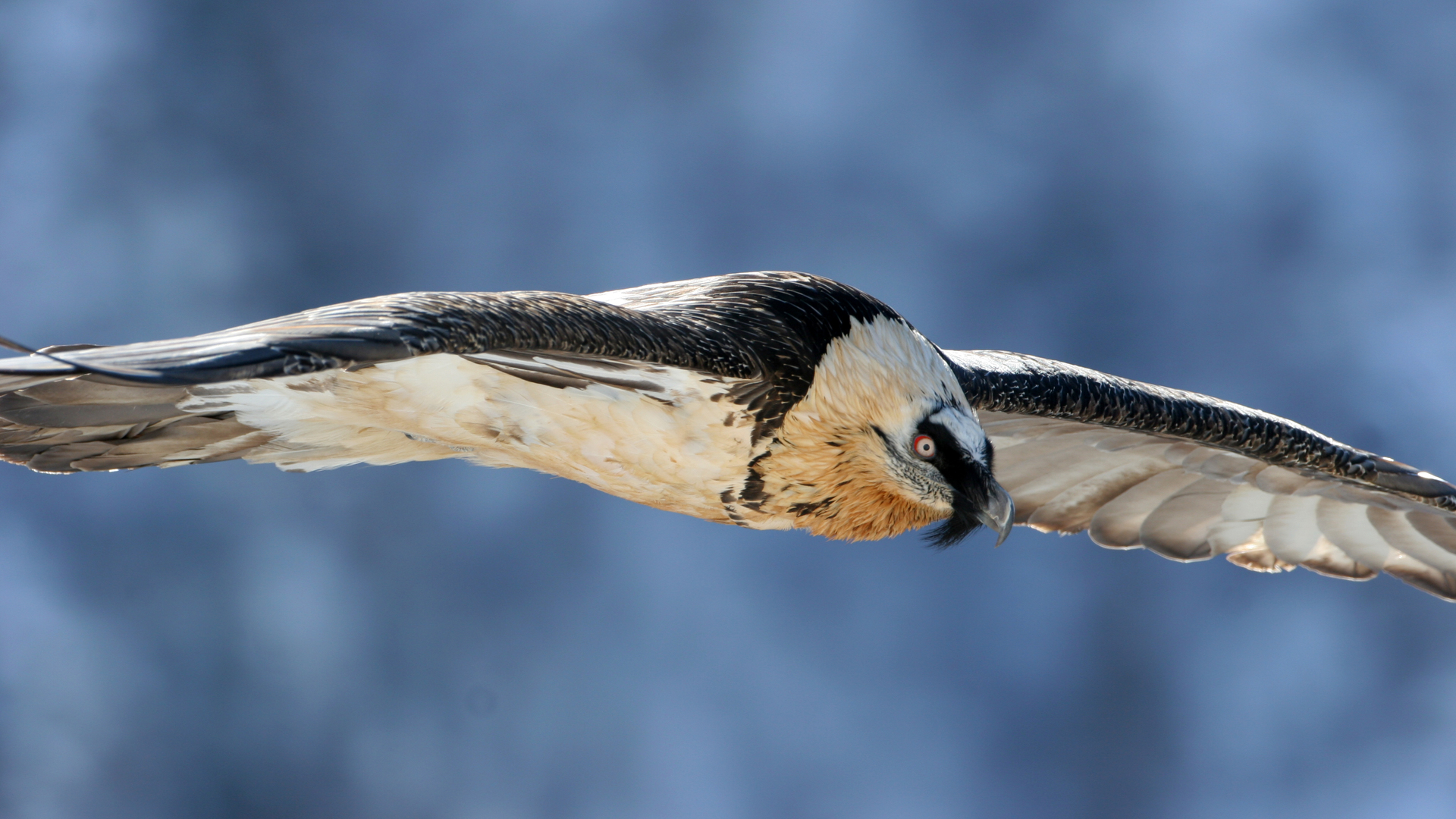 Reinforcing the reintroduction program to restore the core population of the Bearded Vulture between the Alps and the Pyrenees 