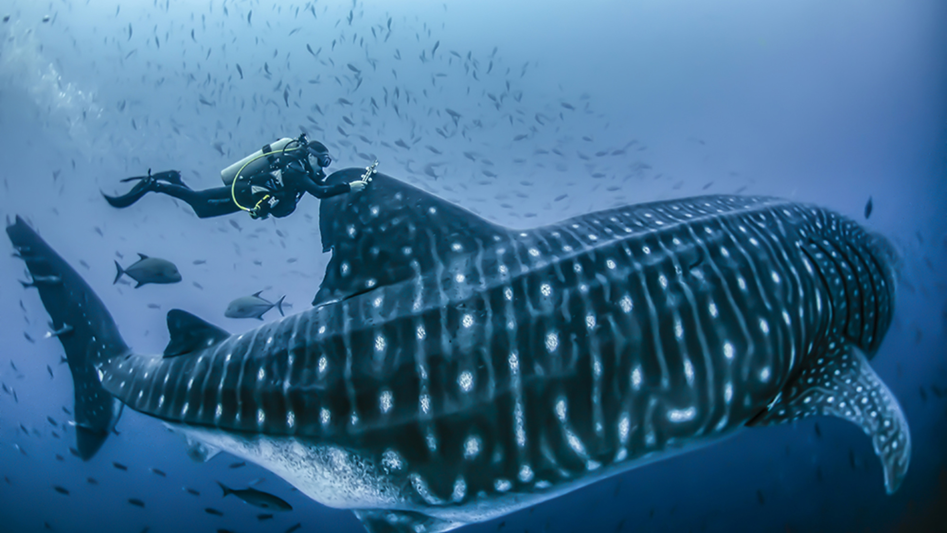 Creating a Protected Swimway for the Endangered Sharks of Galapagos