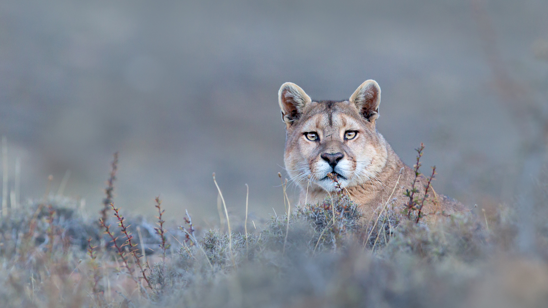 Étudier les interactions entre les pumas et les camélidés et leur impact sur l'écosystème dans le désert de Patagonie