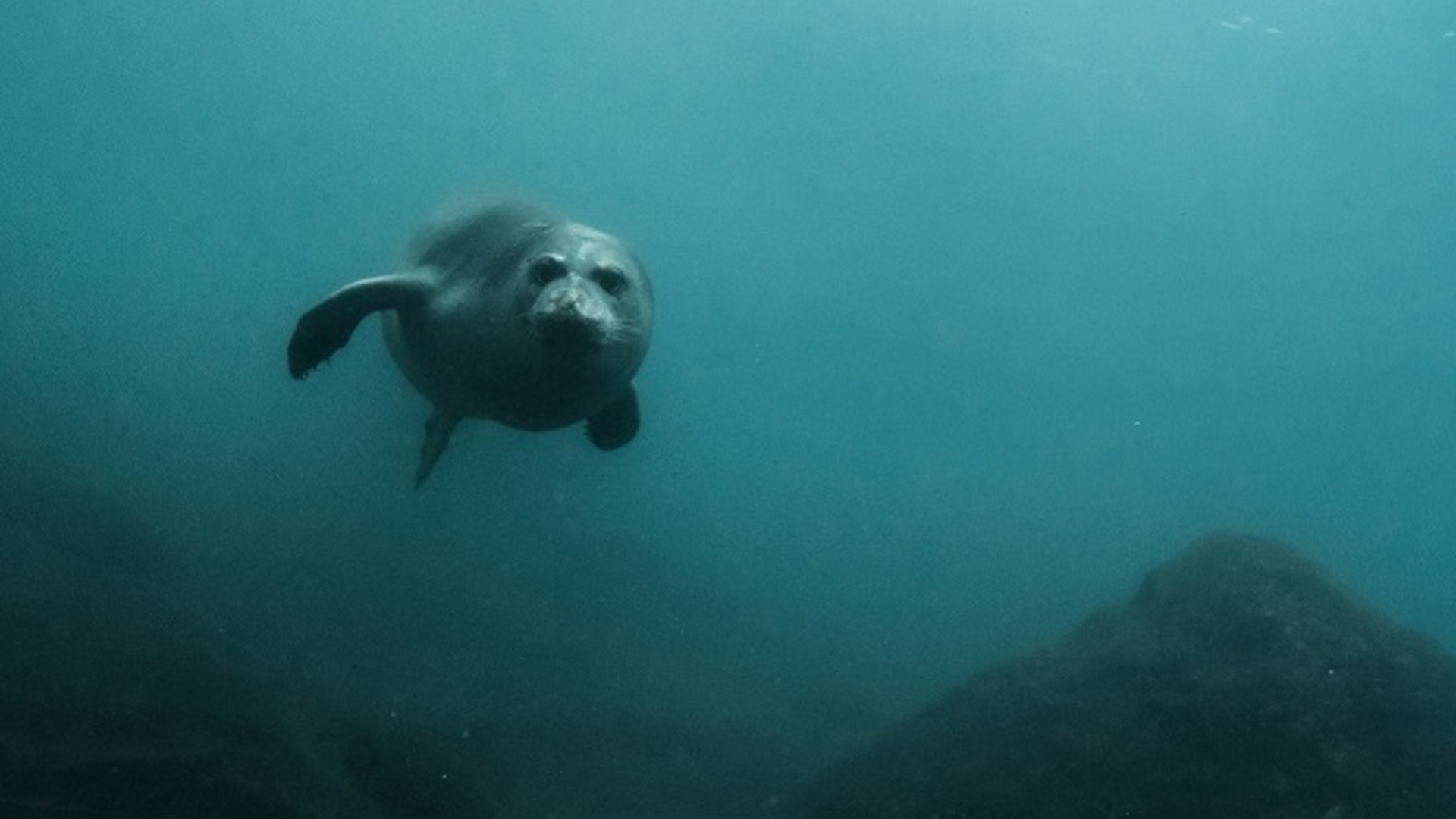 Conservation of monk seal and its habitats along Mugla and Antalya Pronvicial coasts in Turkey through concrete actions