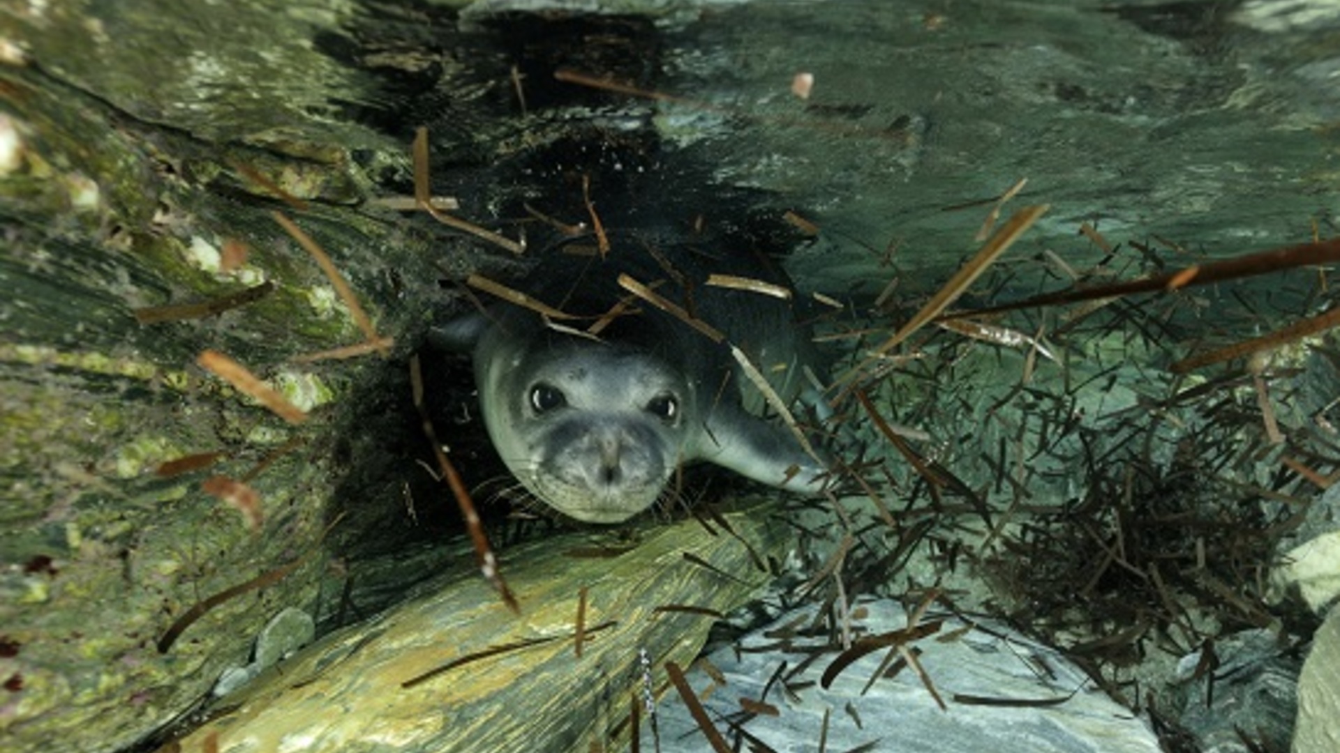 Programme de conservation du phoque moine méditerranéen au Cap Blanc 