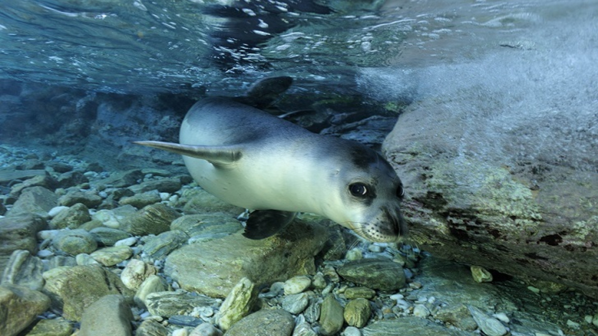 Conservation du phoque moine méditerranéen dans la zone élargie du Parc Marin National d'Alonissos et des Sporades du Nord (PMNANS)