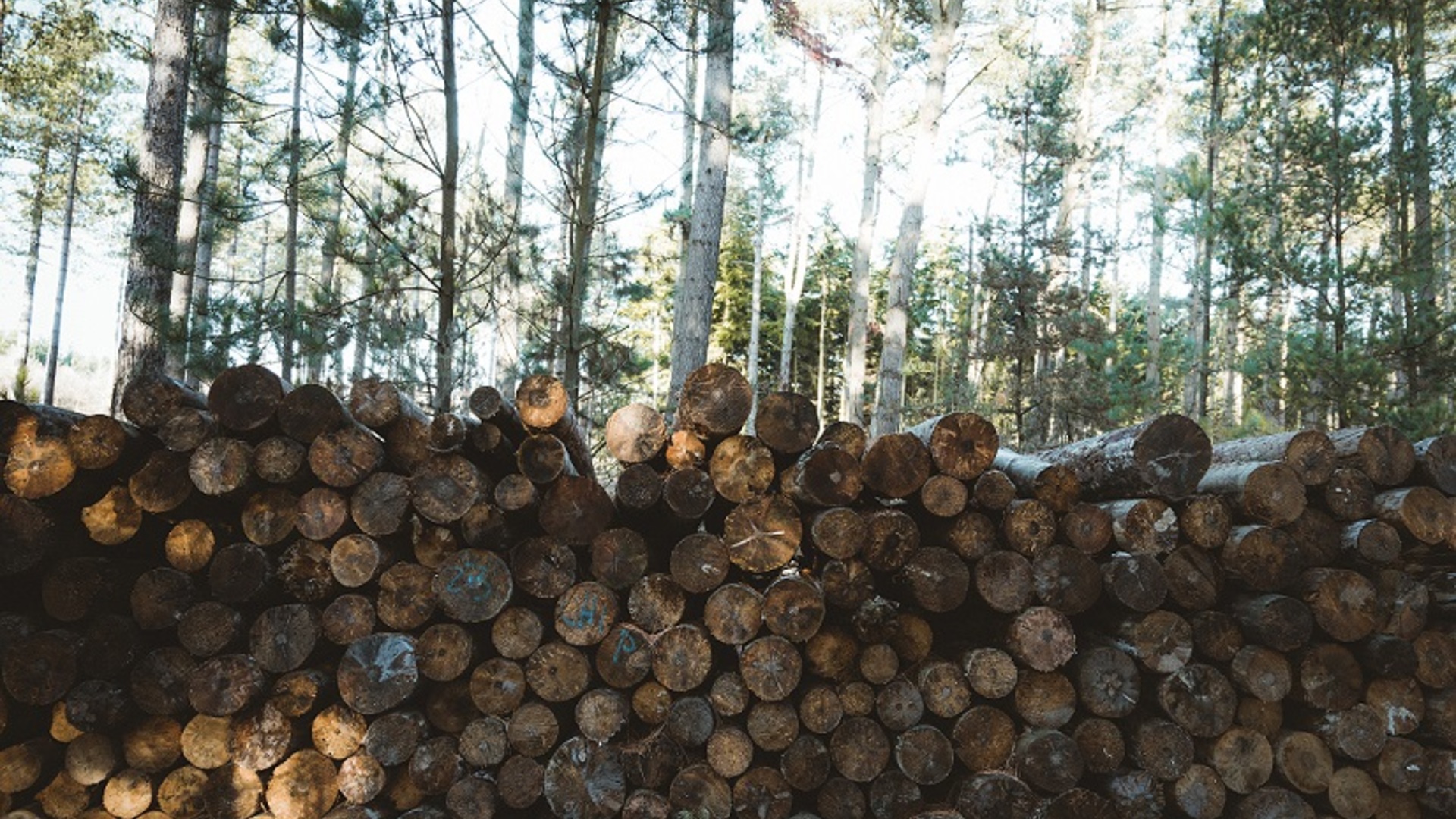 Réduire l’impact de l’emballage sur la déforestation 