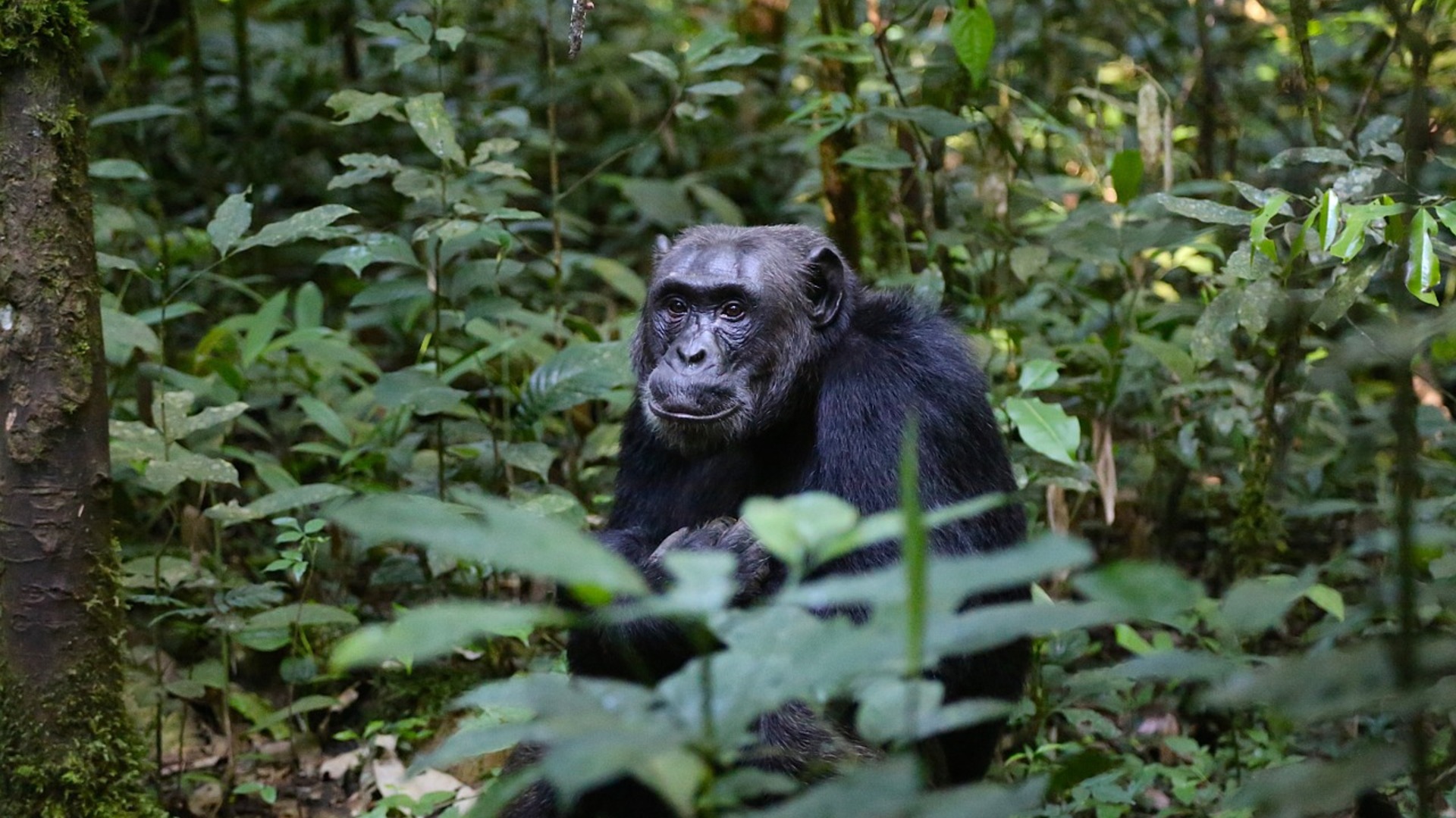 Des chimpanzés et des hommes : biodiversité, forêt tropicale et agriculture durable 