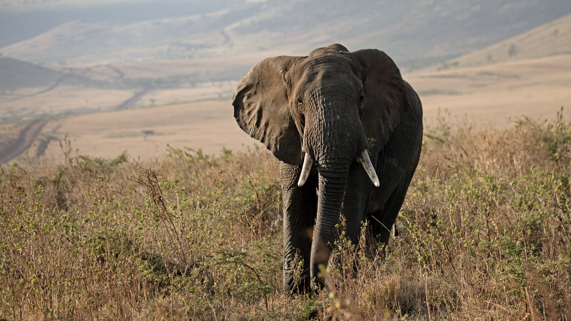  Improving coexistence between humans and elephants in Ruaha-Rungwa, Tanzania