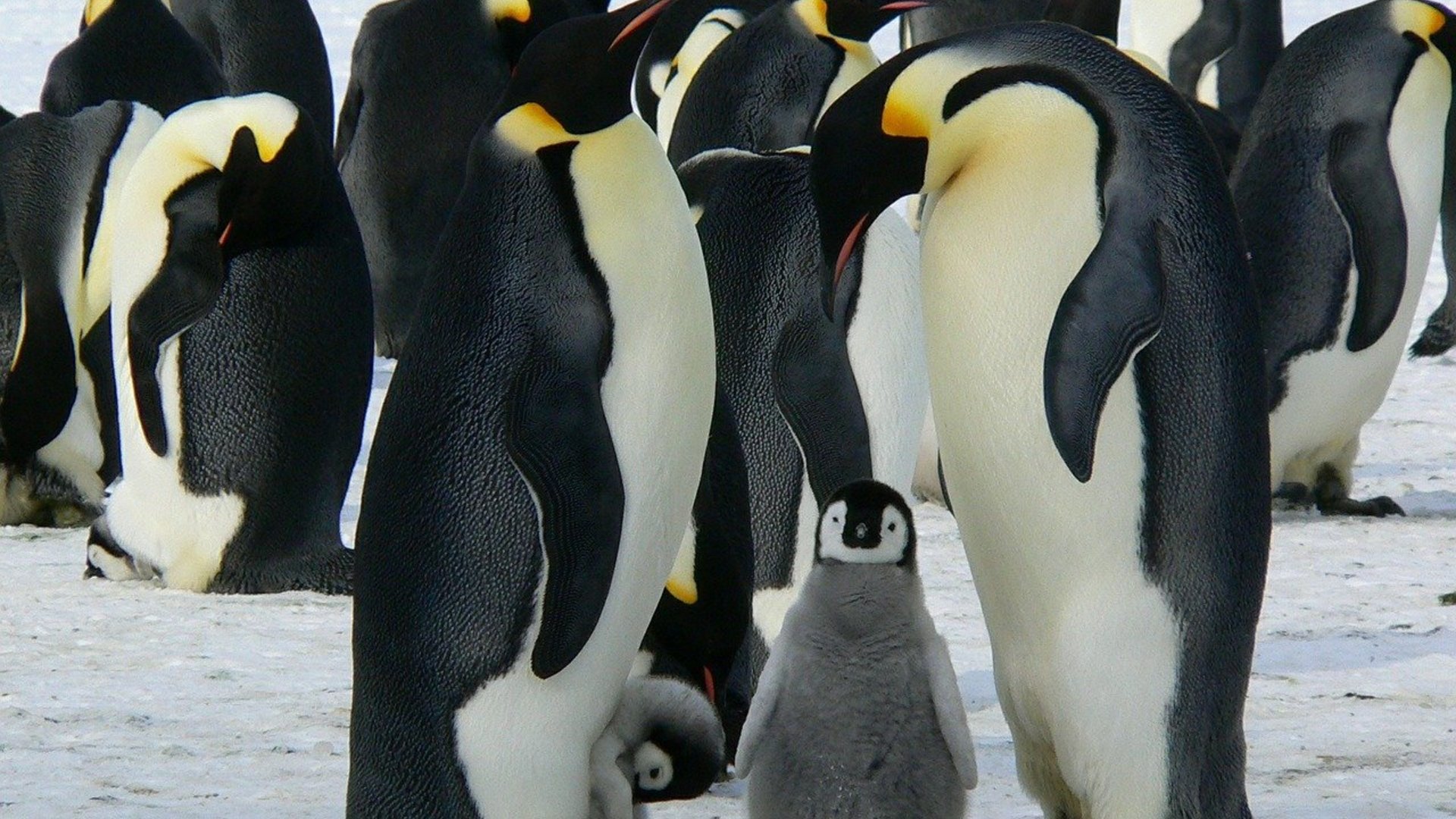 Prévenir l'extinction des manchots