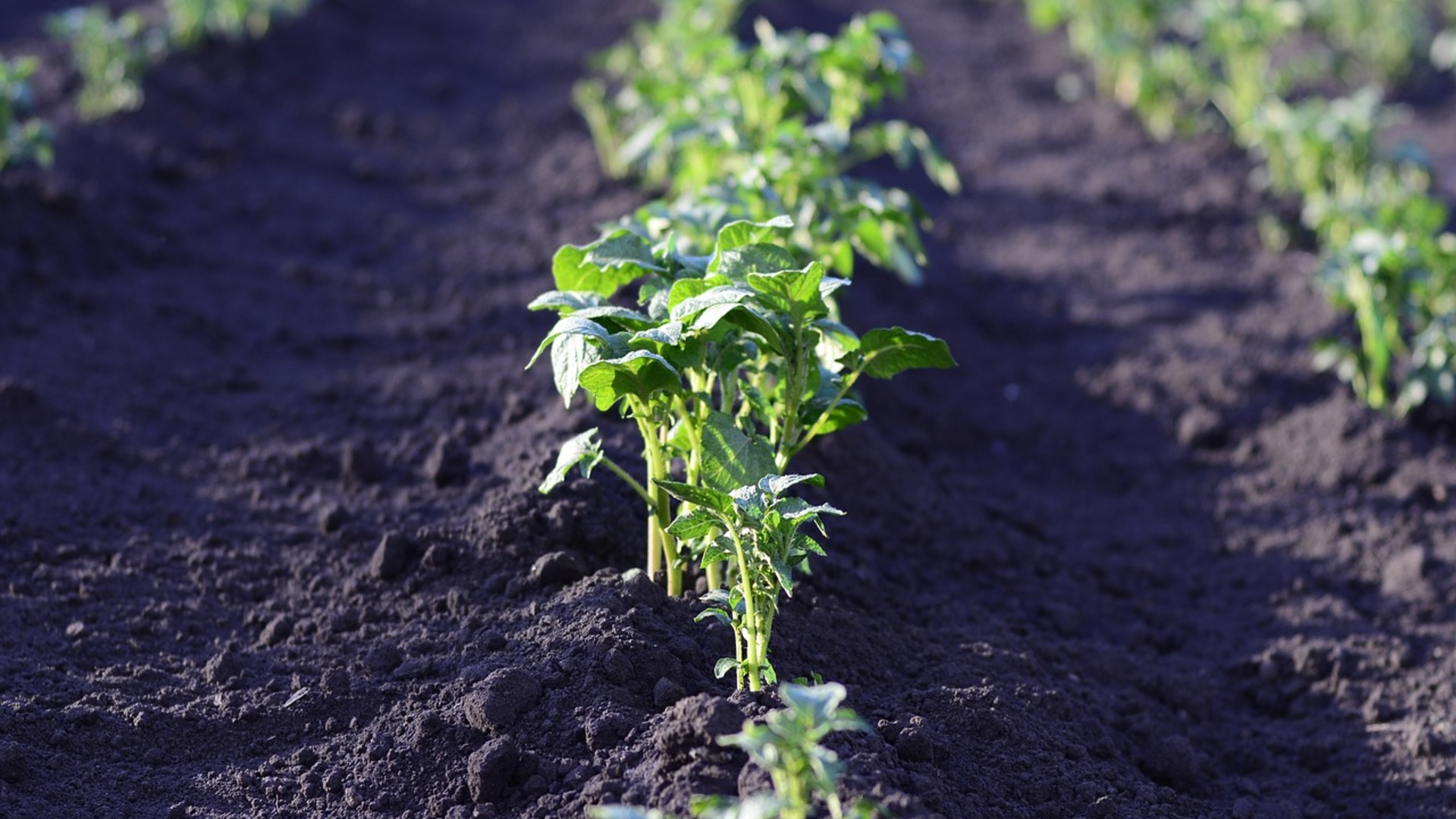 Champions of Sustainable Food and Biodiversity