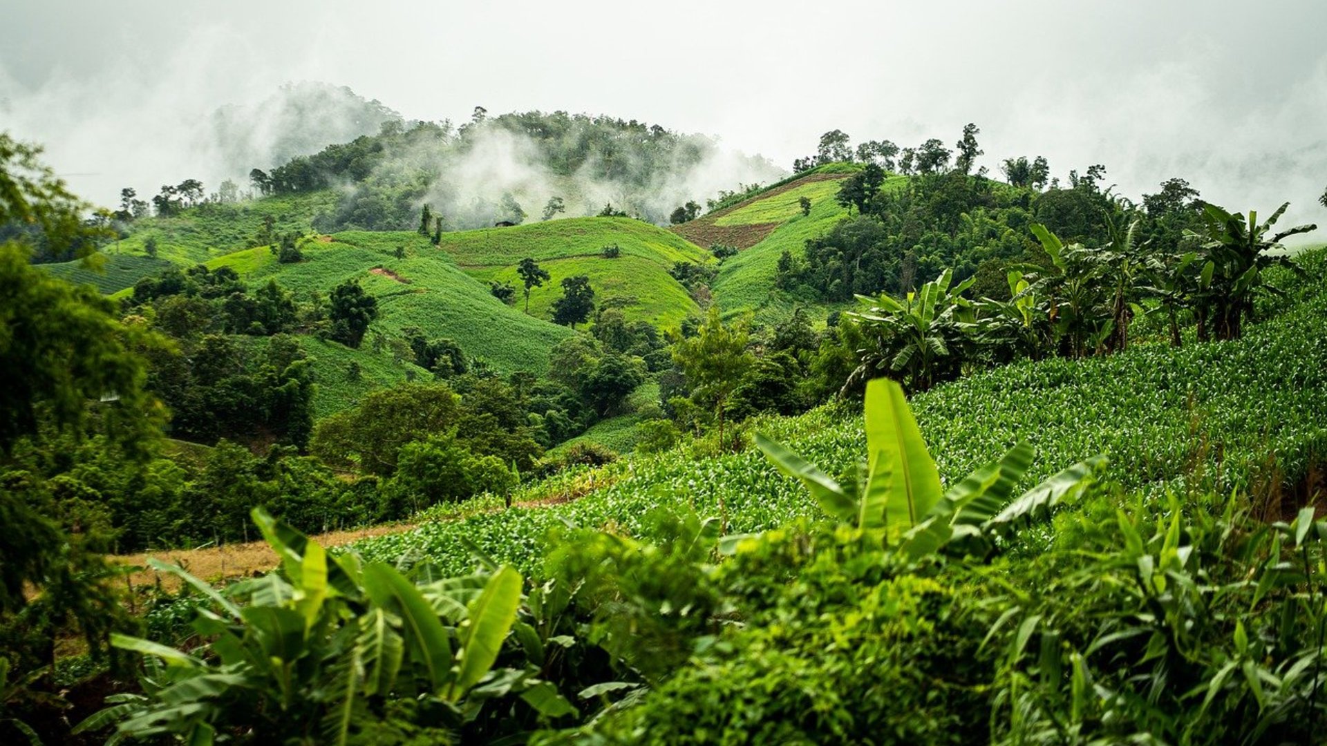 Working in partnership to bring sustainable management to Myanmar forests