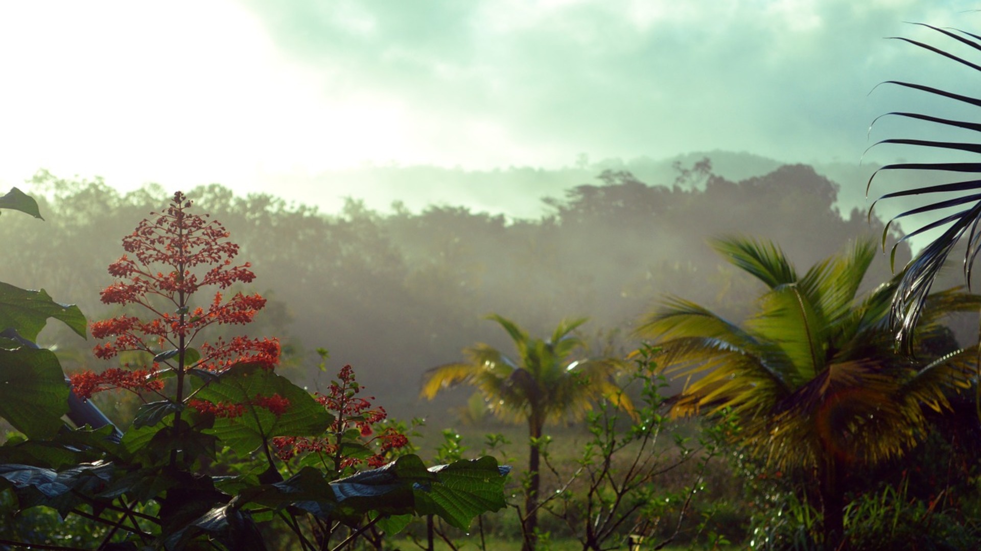 Securing a Sustainable Future for the Guinean Forests