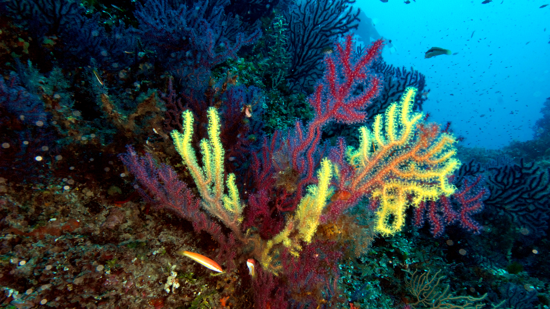 The sound of the Gorgonian Forests