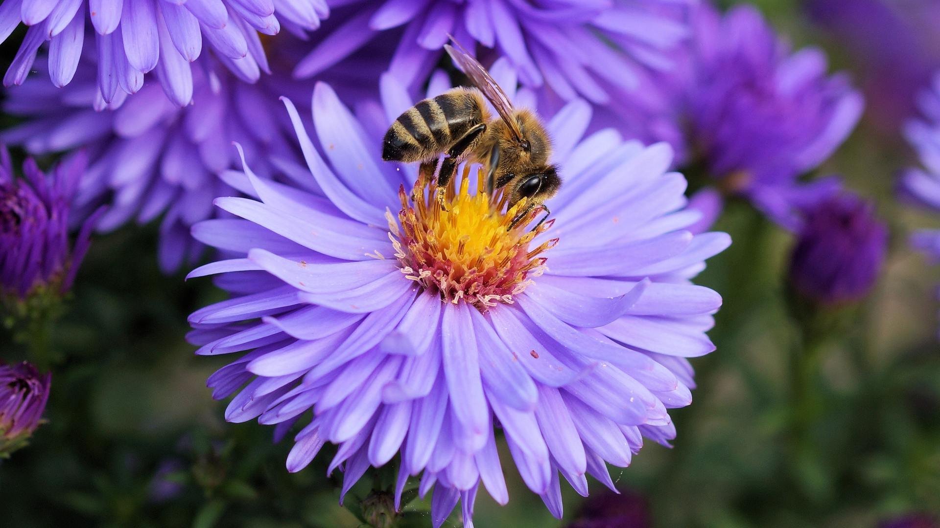 Abeilles du territoire Mercantour : Diversité et Pollinisation