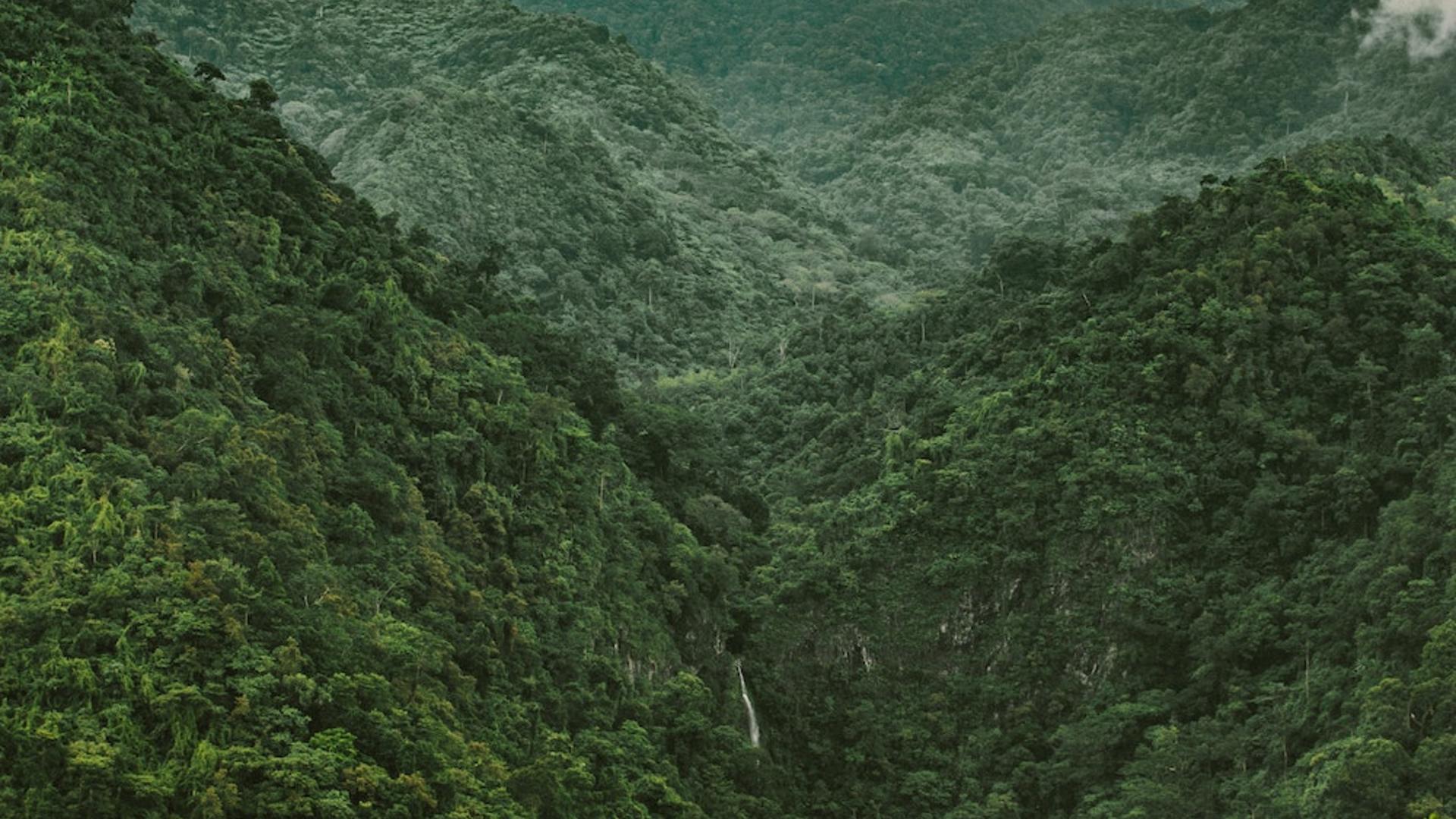 Development of a national certification system for Myanmar’s forests