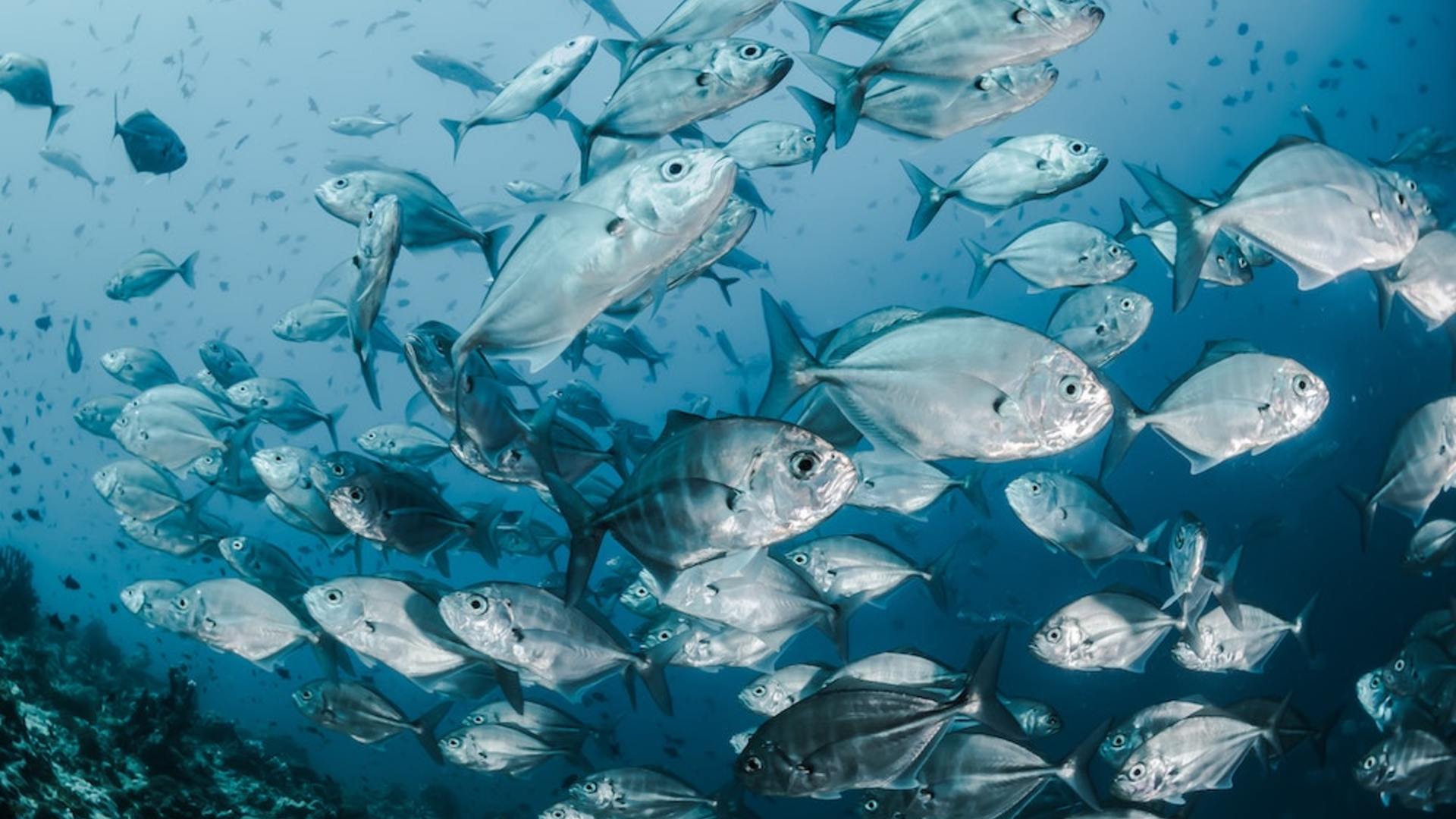 Surveillance satellite des pêcheries de haute mer